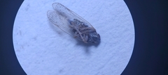 Pentastiridius