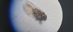 Pentastiridius