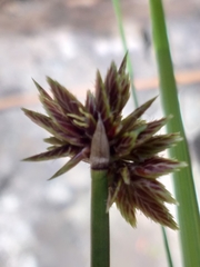 Cyperus marginatus