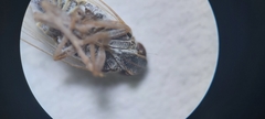 Pentastiridius