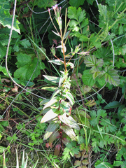 Epilobium ciliatum watsonii