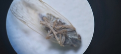 Pentastiridius