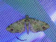 Pasiphila semochlora