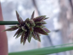 Cyperus marginatus