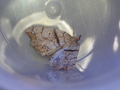 Chalastra pellurgata