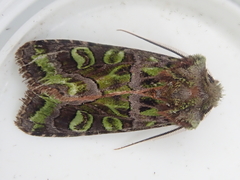 Ichneutica chlorodonta