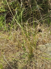 Cyperus marginatus