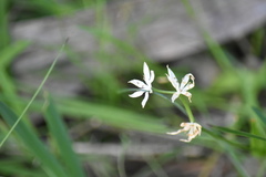 Wurmbea dioica