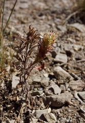 Castilleja nana