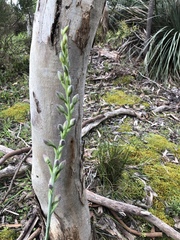 Thelymitra grandiflora