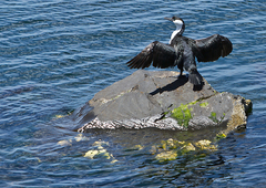 Phalacrocorax fuscescens