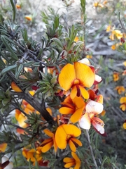 Pultenaea prostrata