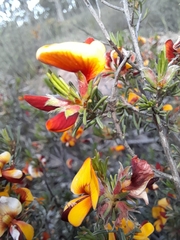 Pultenaea prostrata