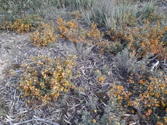 Pultenaea prostrata