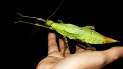 Heteropteryx dilatata