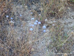 Jasione sessiliflora