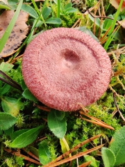 Lactarius spinosulus
