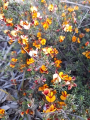Pultenaea prostrata