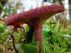 Lactarius spinosulus