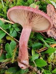Lactarius spinosulus