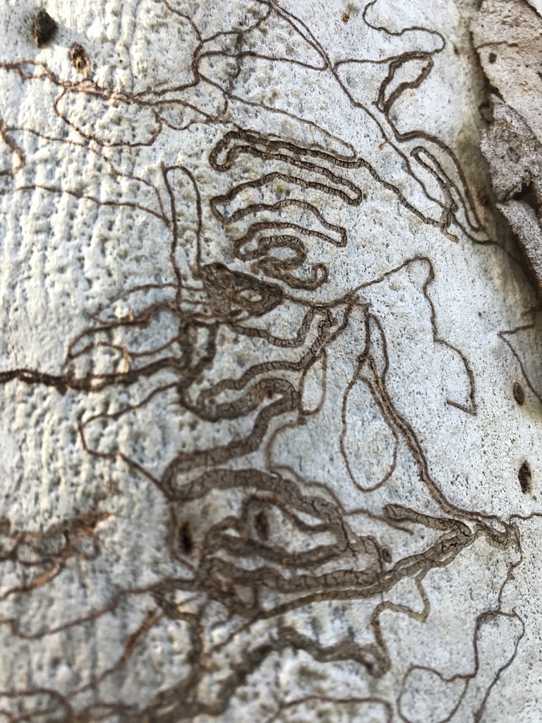 Ogmograptis scribula