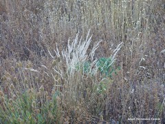 Lavandula pedunculata