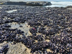Brachidontes rostratus