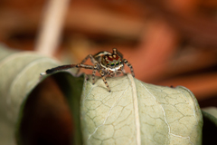 Maratus leo