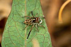 Maratus leo