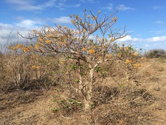 Strophanthus boivinii image