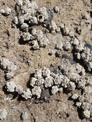 Chthamalus antennatus