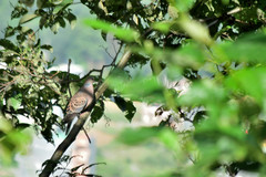 Streptopelia orientalis
