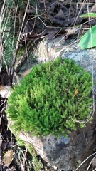 Racomitrium microcarpon