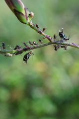 Uroleucon formosanum