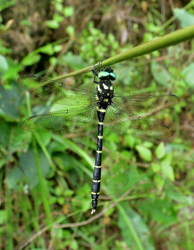 Anotogaster nipalensis