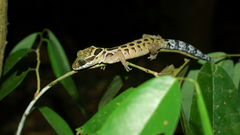 Cyrtodactylus zebraicus