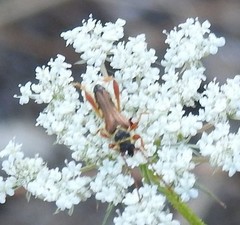 Stenopterus mauritanicus