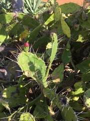Opuntia monacantha