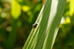 Plagiognathus amurensis