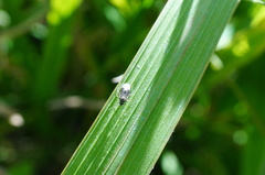 Plagiognathus amurensis