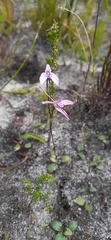 Disa obliqua