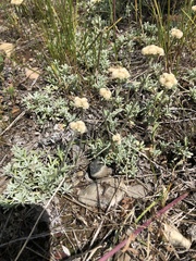 Antennaria microphylla