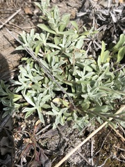 Antennaria microphylla