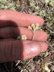 Antennaria microphylla