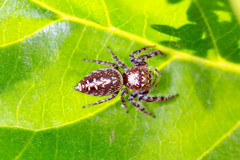 Opisthoncus quadratarius