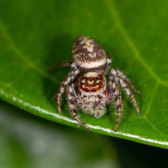 Opisthoncus quadratarius