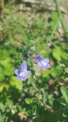 Scutellaria wrightii