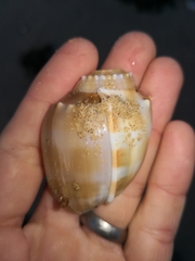 Phalium bandatum