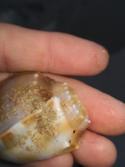 Phalium bandatum