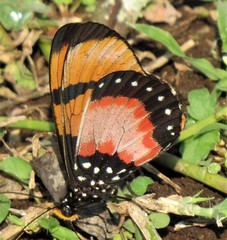 Acraea acara